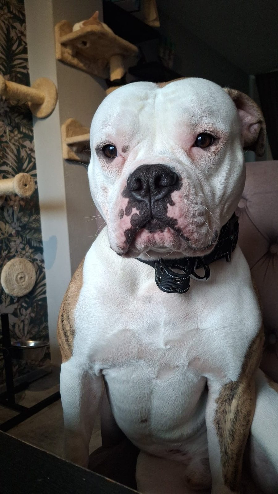 Amerikaanse Bulldog, Reu, 1 tot 2 jaar, Parvo, Bulldog