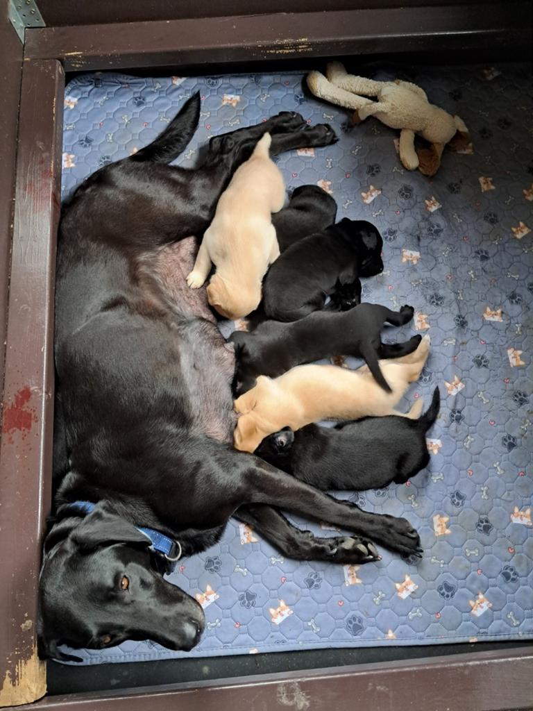 Nog 2 reutjes beschikbaar labrador field trial werklijn, Dieren en Toebehoren, Labrador retriever, Meerdere, Meerdere dieren, Nederland