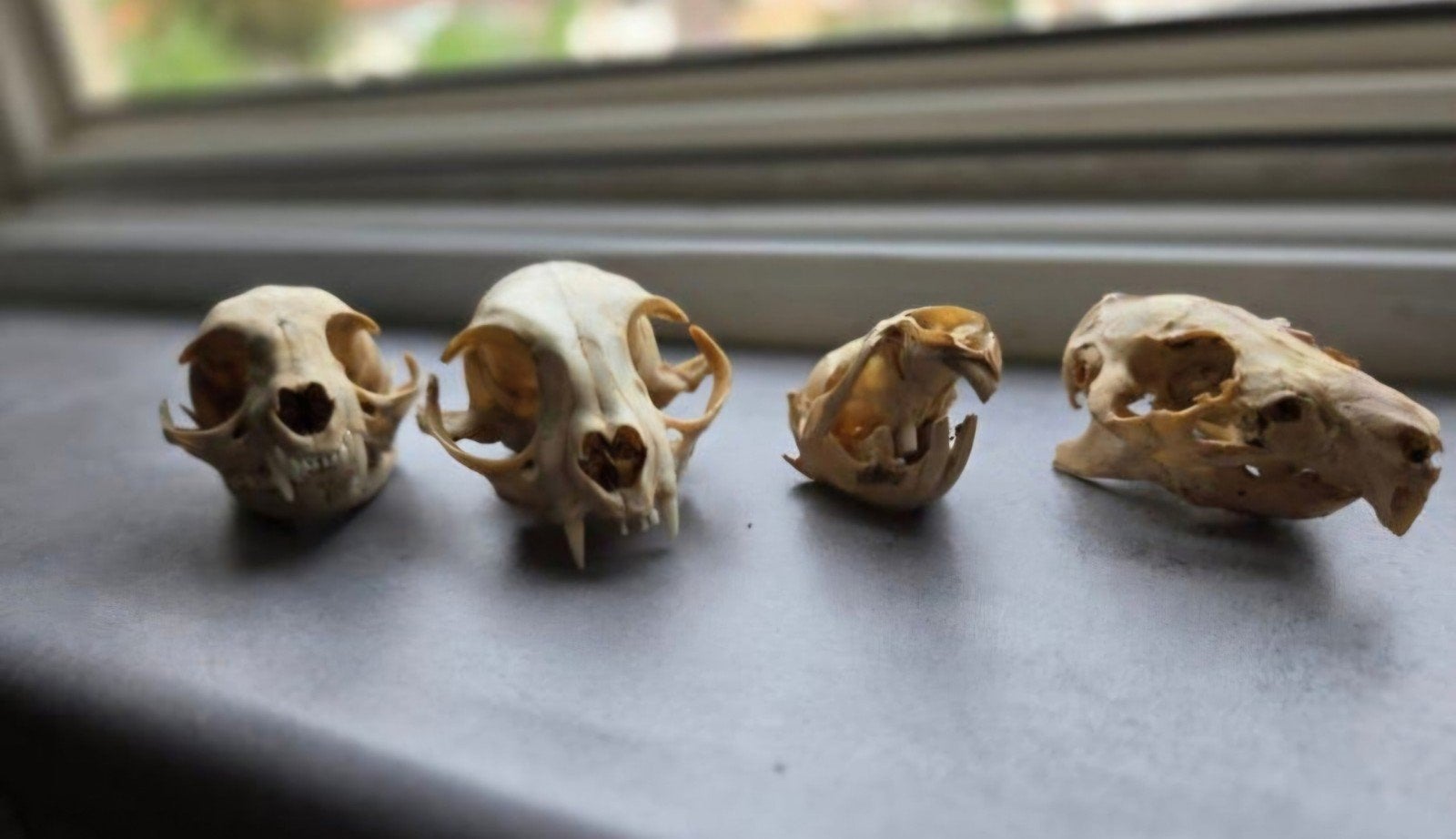 4 Schedels - Taxidermie Natuurvondst- Geraamte- Skelet Skull, Ophalen of Verzenden, Wild dier, Schedel