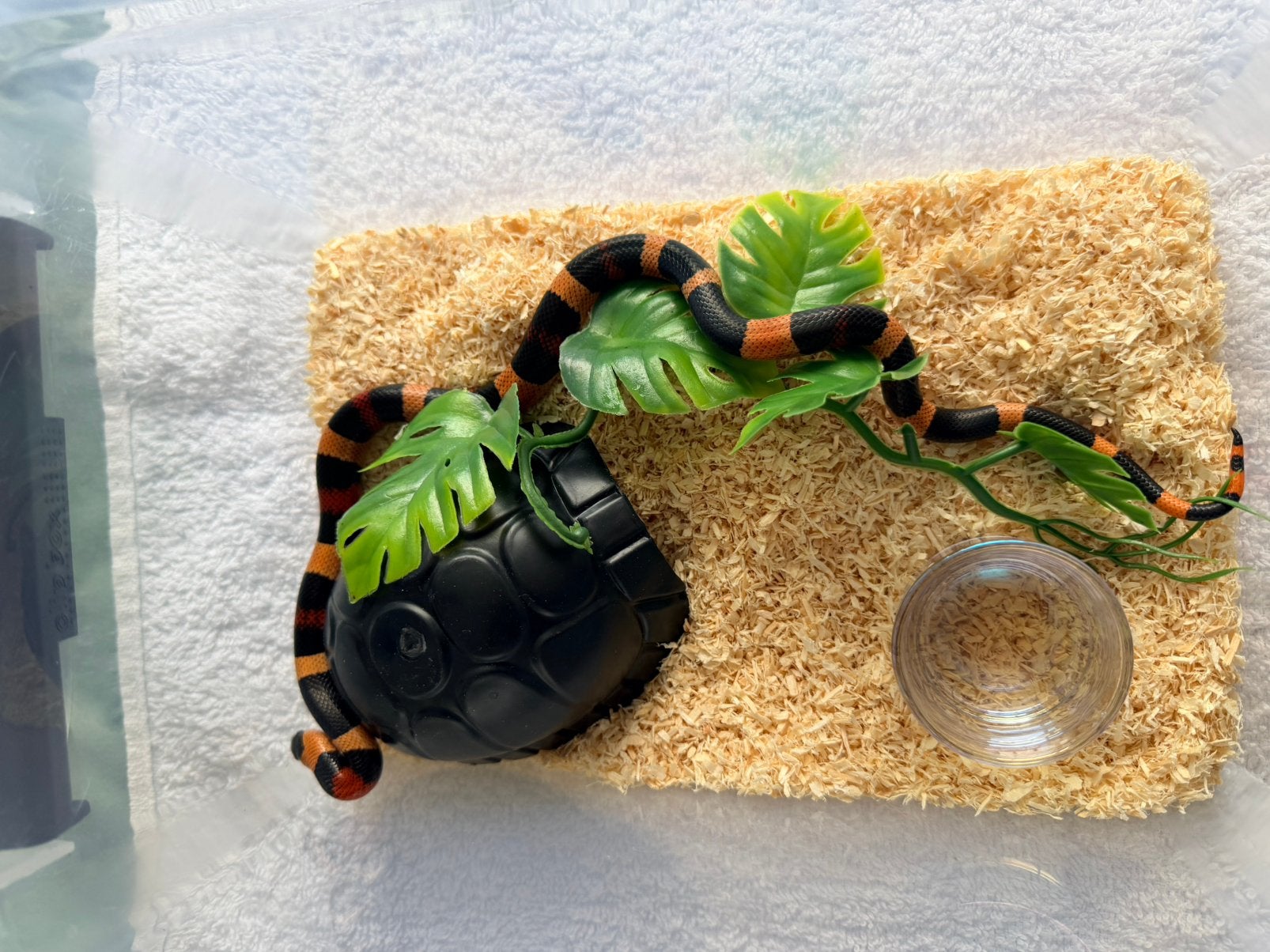 Lampropeltis Campbelli Apricot 1.0, Slang, 0 tot 2 jaar