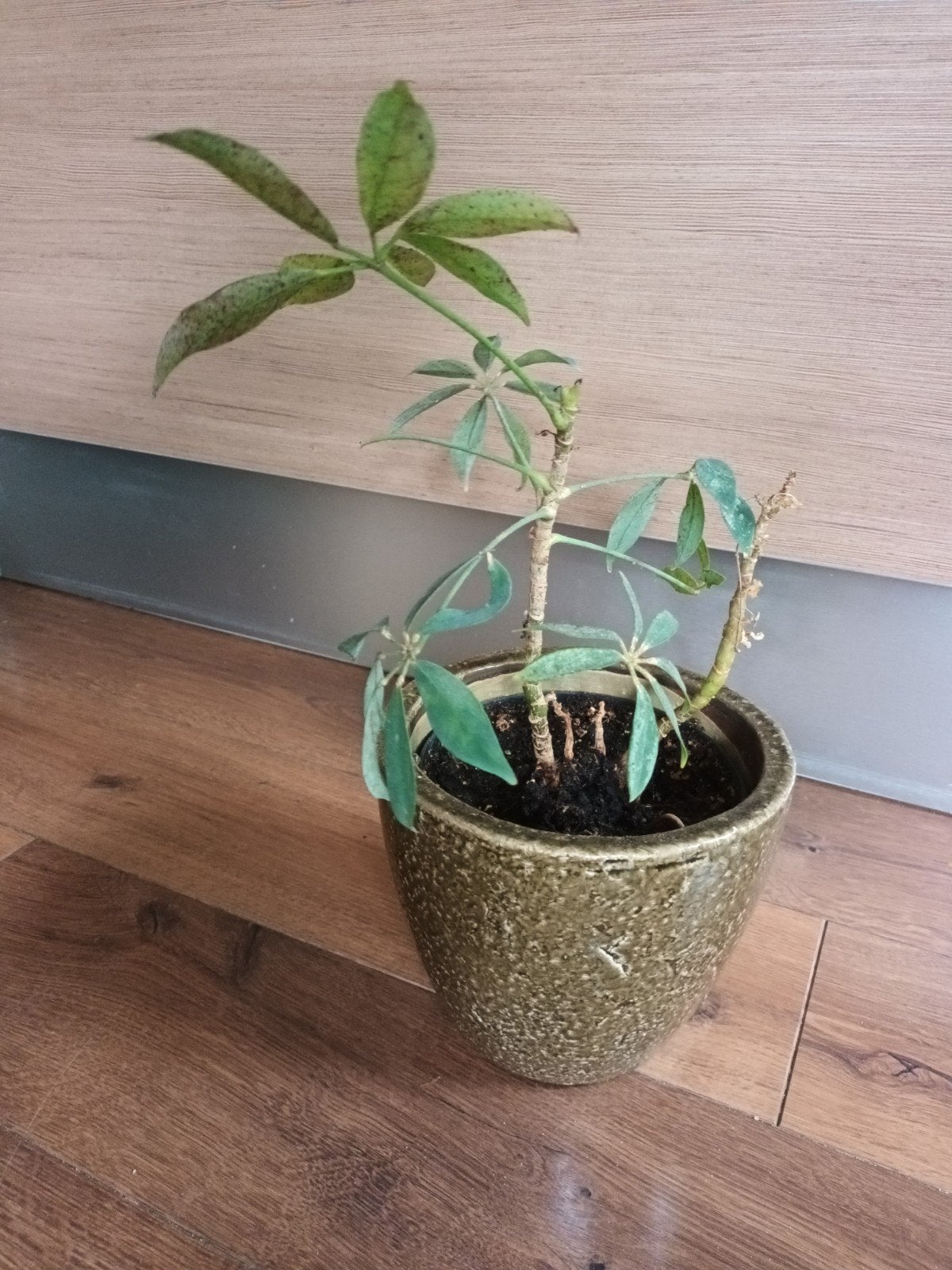 Parapluplant plant kamerplant in binnenpot ong 40cm hoog, Groene kamerplant, Ophalen, Minder dan 100 cm