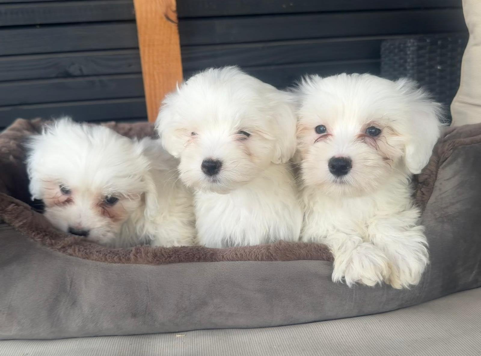 Maltezer pups te koop, Maltezer, Reu, 8 tot 15 weken, Parvo