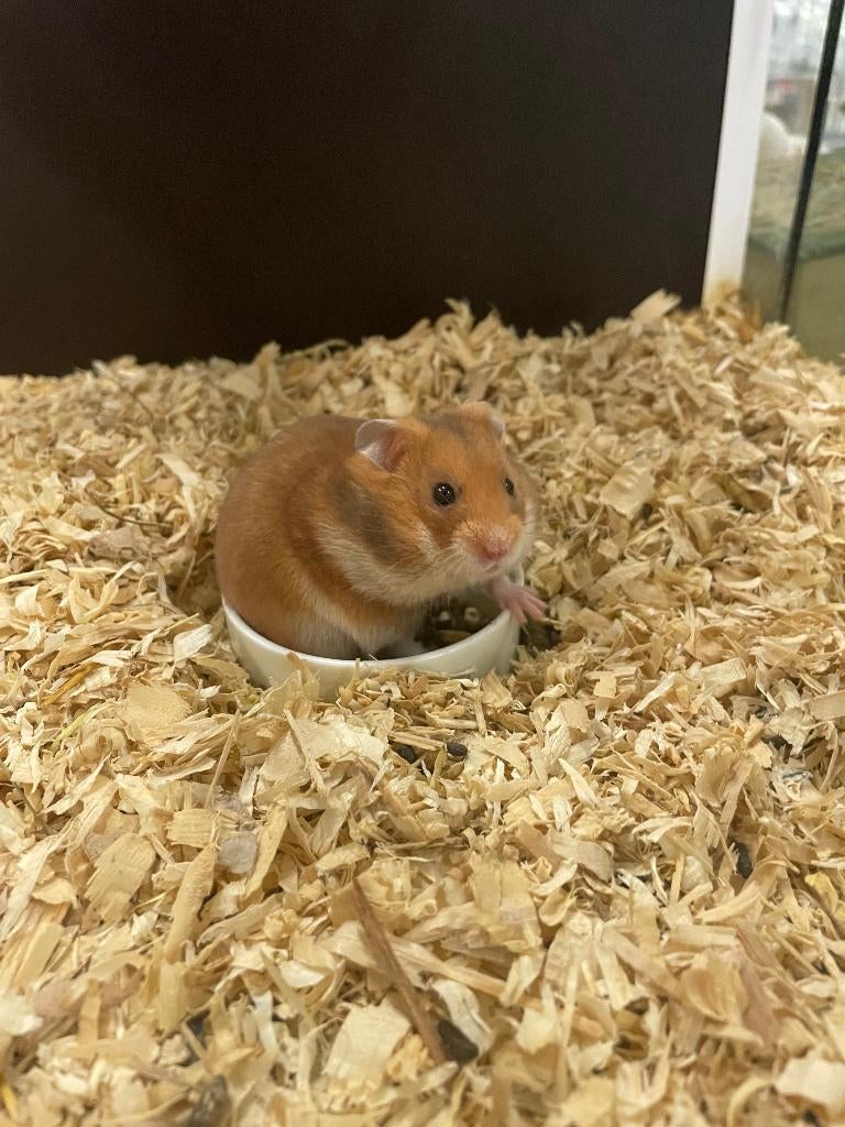 Goudhamsters tekoop, Dieren en Toebehoren, Knaagdieren, Hamster, Januari, Meerdere dieren, Tam