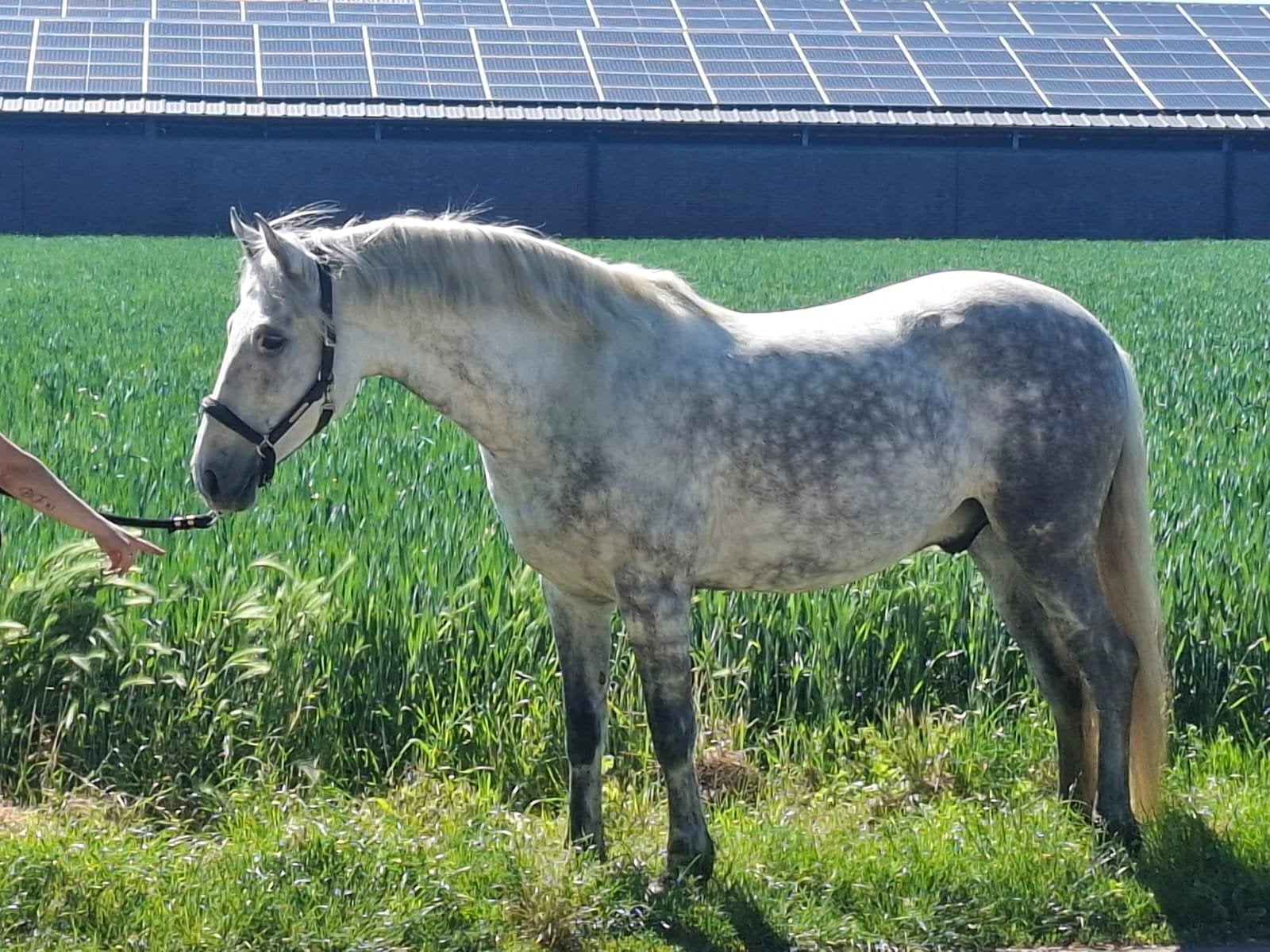7 jarige spaanse ruin, Ruin, 7 tot 10 jaar