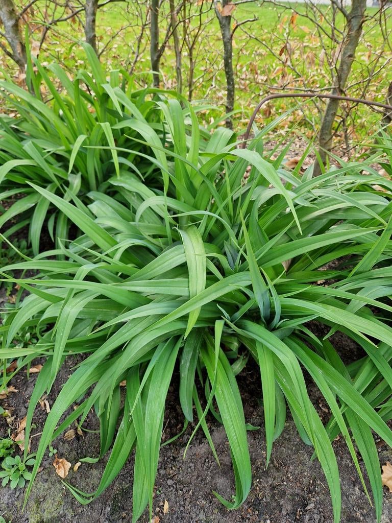 Hemerocallis Rocket City, Tuin en Terras, Ophalen, Overige soorten, Volle zon