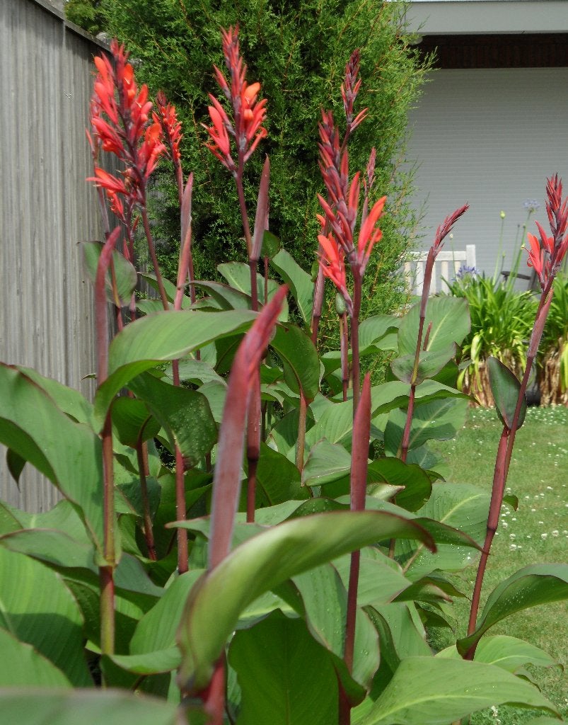 canna knollen - bollen pakket - enkel - dubbel, Tuin en Terras, Planten | Tuinplanten, Ophalen of Verzenden, Overige soorten, Volle zon