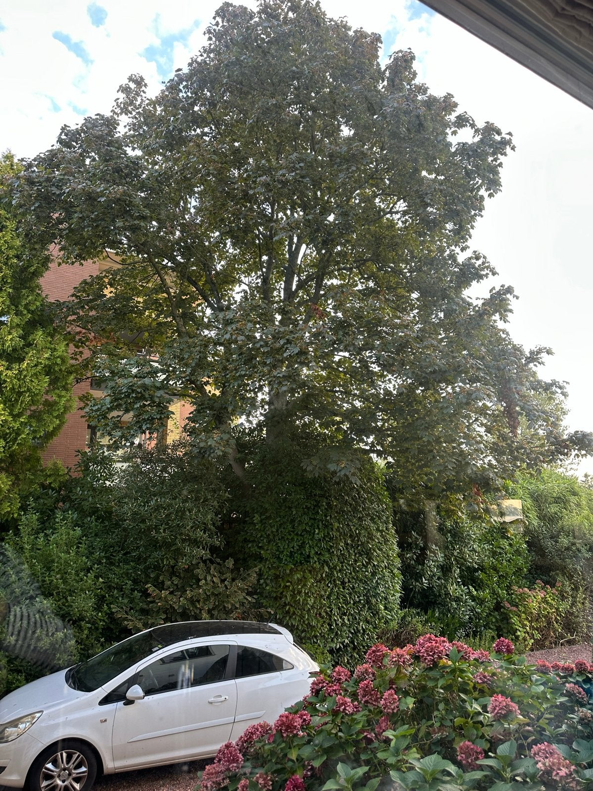 Boomverzorger gezocht met klimcertificaat, Tuin en Terras, Planten | Bomen, Ophalen of Verzenden