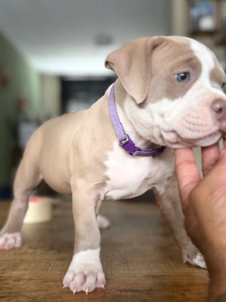 American Bully puppies Nog 2 over!!!!!, Parvo, Nederland, Overige rassen, 8 tot 15 weken