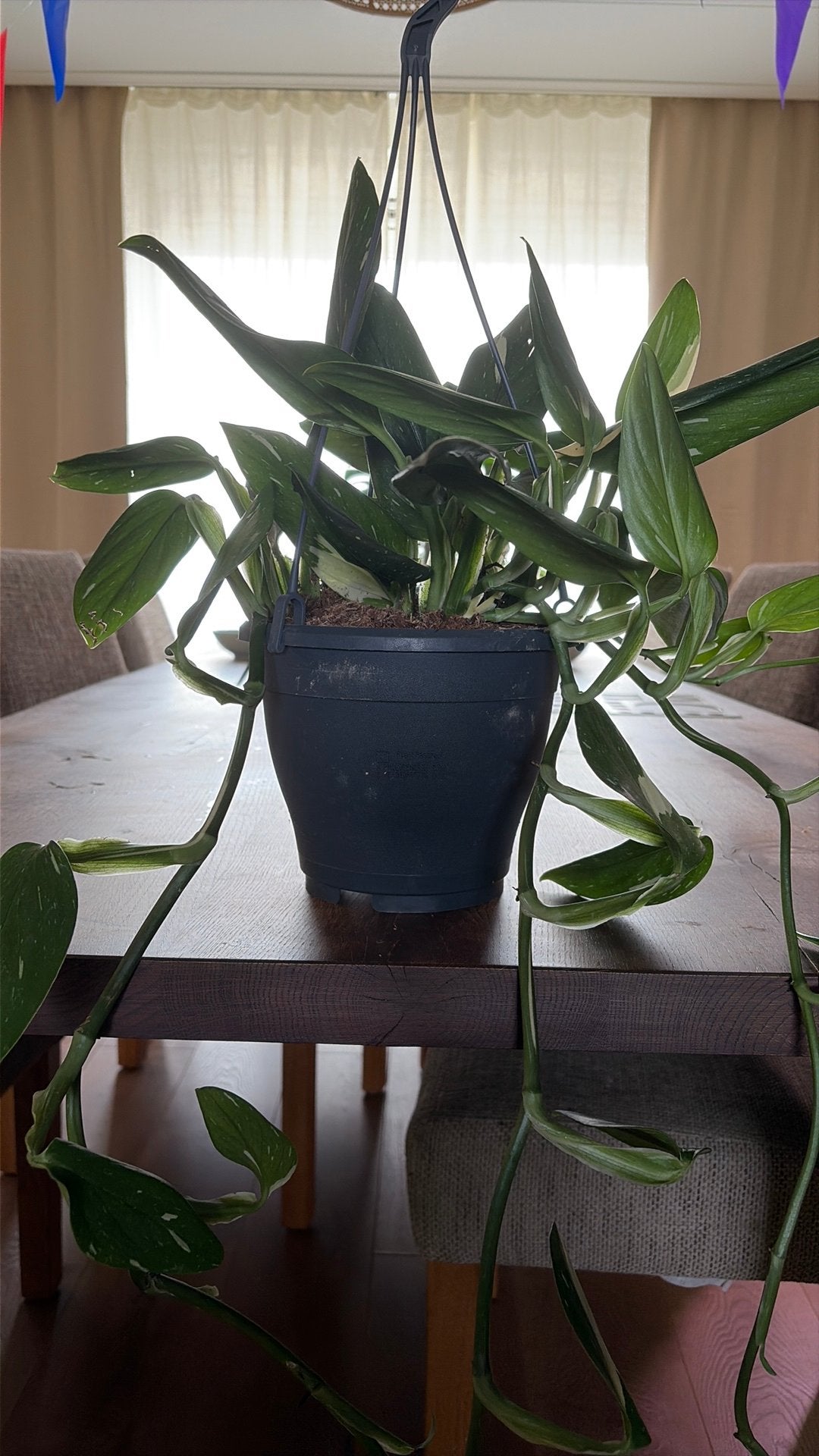Monstera Standleyana Albo Variegata Stekjes, Huis en Inrichting, Kamerplanten, Ophalen of Verzenden, Halfschaduw, Minder dan 100 cm