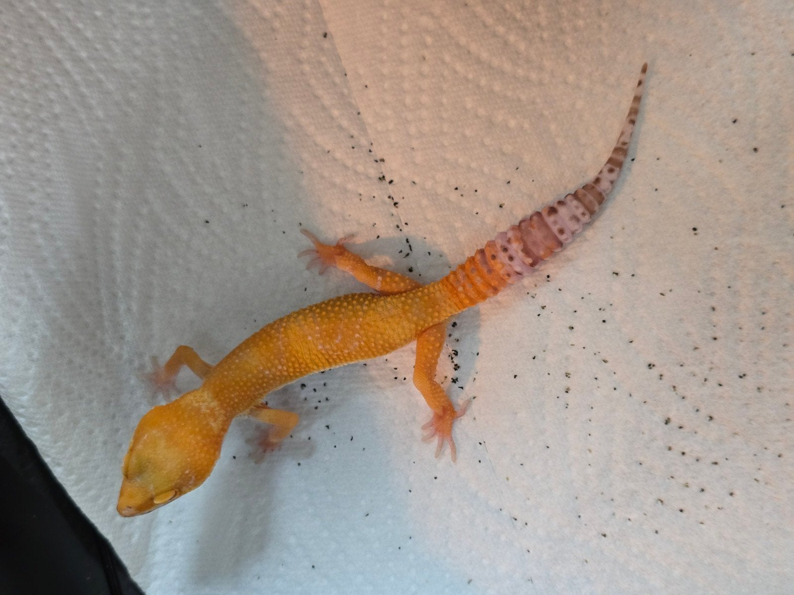 Diversen jonge luipaardgekko's in prachtige kleuren Leopard Gecko photo 9