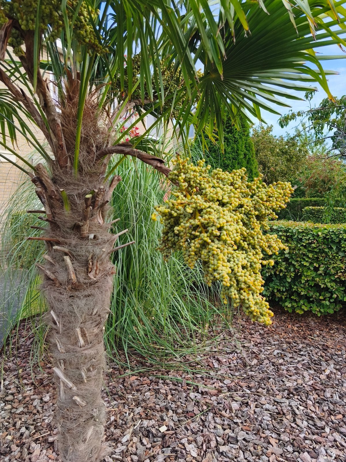 Trachycarpus Fortunei Zaden - Volle Tros, Ophalen, Gehele jaar, Volle zon, Zaad