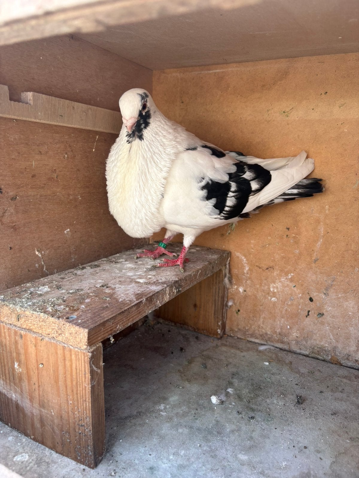 Canaria nak doffer, Dieren en Toebehoren, Vogels | Duiven, Mannelijk
