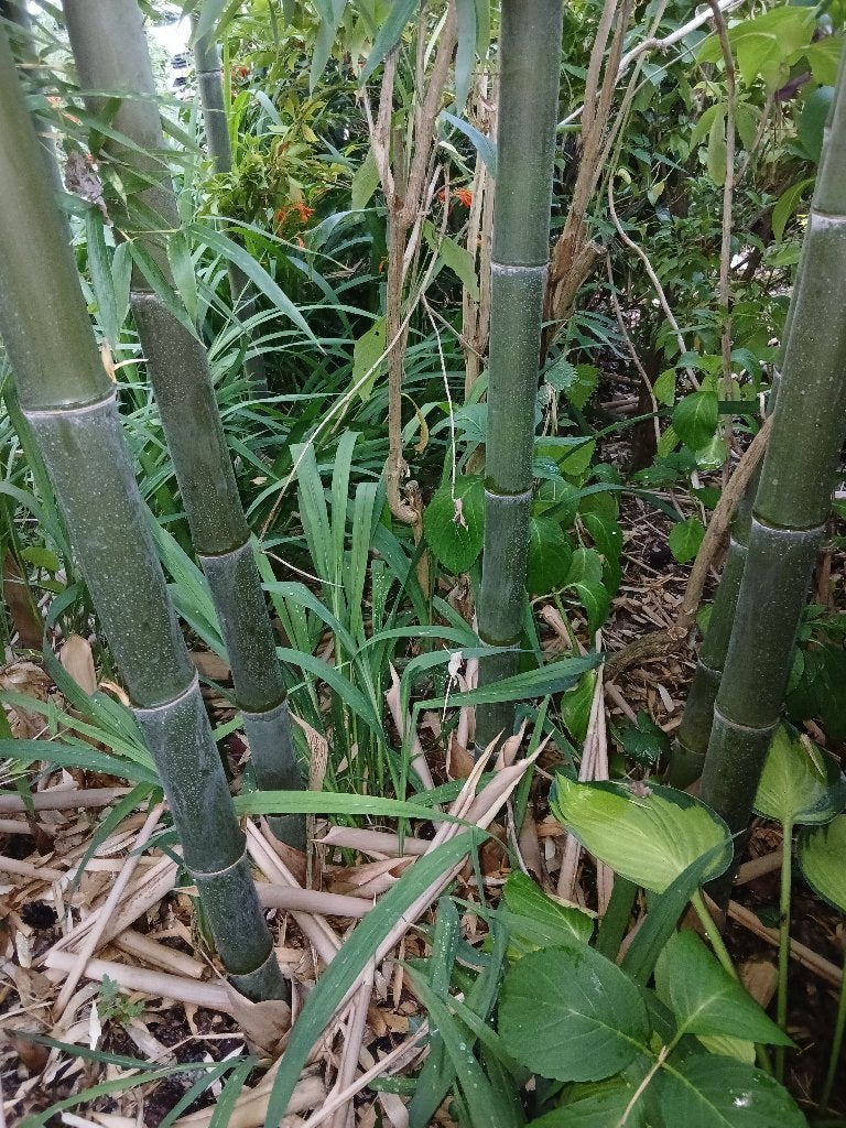 Bamboe   esp.   Phyllostachis Atrovaginata, Volle zon, Vaste plant, Bloeit niet, Ophalen
