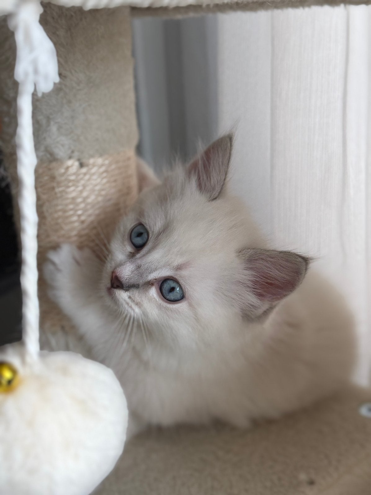 Prachtige ragdoll kittens, Meerdere dieren, Ontwormd, 0 tot 2 jaar