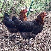 Barnevelder kippen........., Dieren en Toebehoren, Pluimvee, Vrouwelijk, Kip