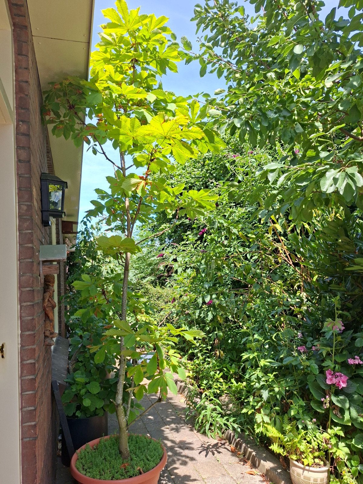 Kastanje boom, Ophalen, Volle zon, Overige soorten