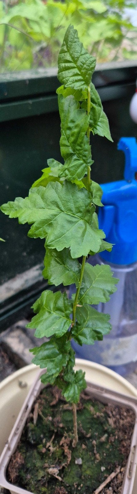 Iep iepenboom boom, In pot, Halfschaduw, Lente, Minder dan 100 cm