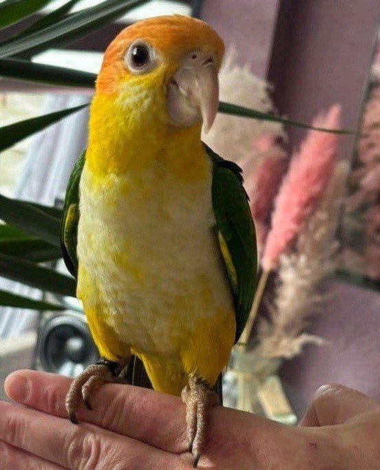 Zeer lieve jonge roestkop caique’s 2026 met DNA, Dieren en Toebehoren, Geslacht onbekend, Papegaai, Tam