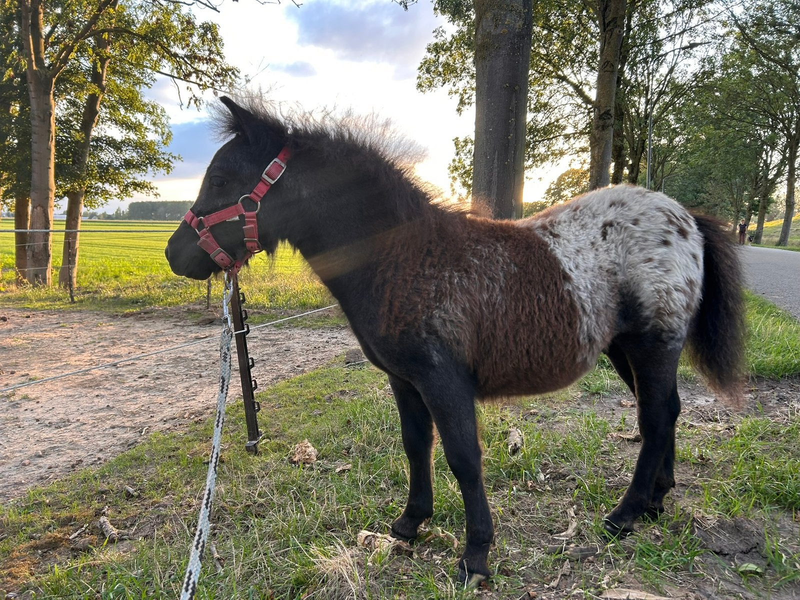Lief mooi hengst veulen, Dieren en Toebehoren, Pony's, Gechipt, Niet van toepassing, 0 tot 2 jaar, Hengst