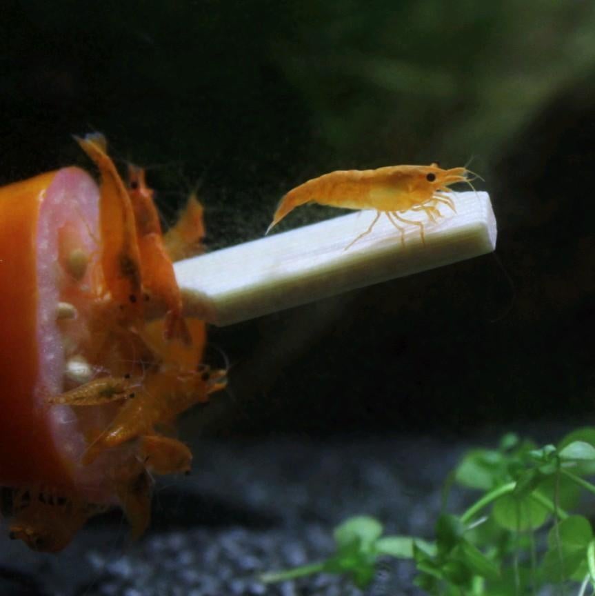 Orange sakura neo-caridina aquarium garnalen oranje, Ophalen of Verzenden, Nieuw, Plant(en), Steen of Hout