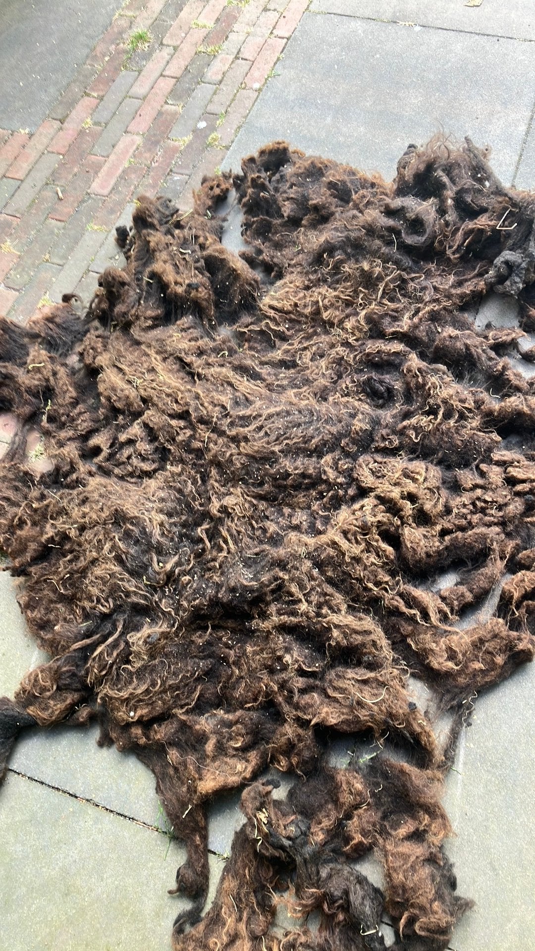 3x vachtje van Ouessant schaapjes, Meerdere dieren, Schaap