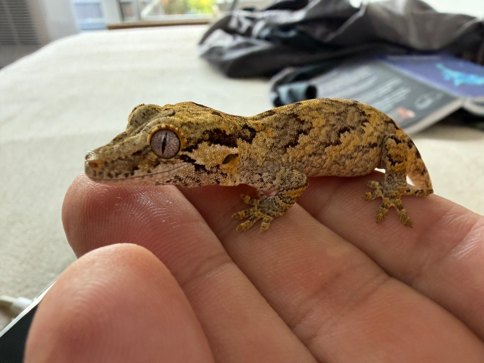 Gargoyle gekko, Hagedis, Tam, 0 tot 2 jaar