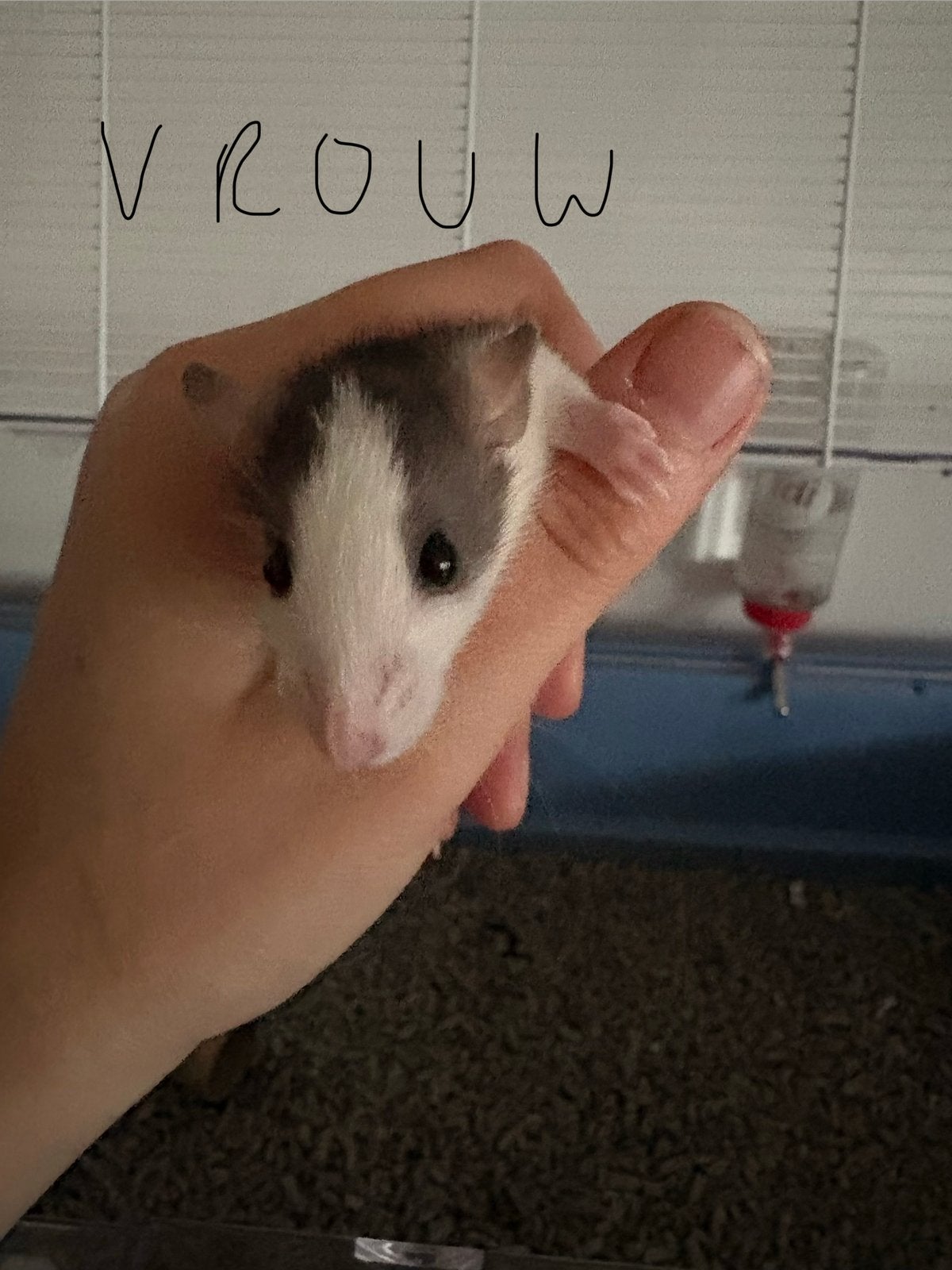Hele lieve rittens te koop, Dieren en Toebehoren, Rat, Juli, Meerdere dieren, Tam