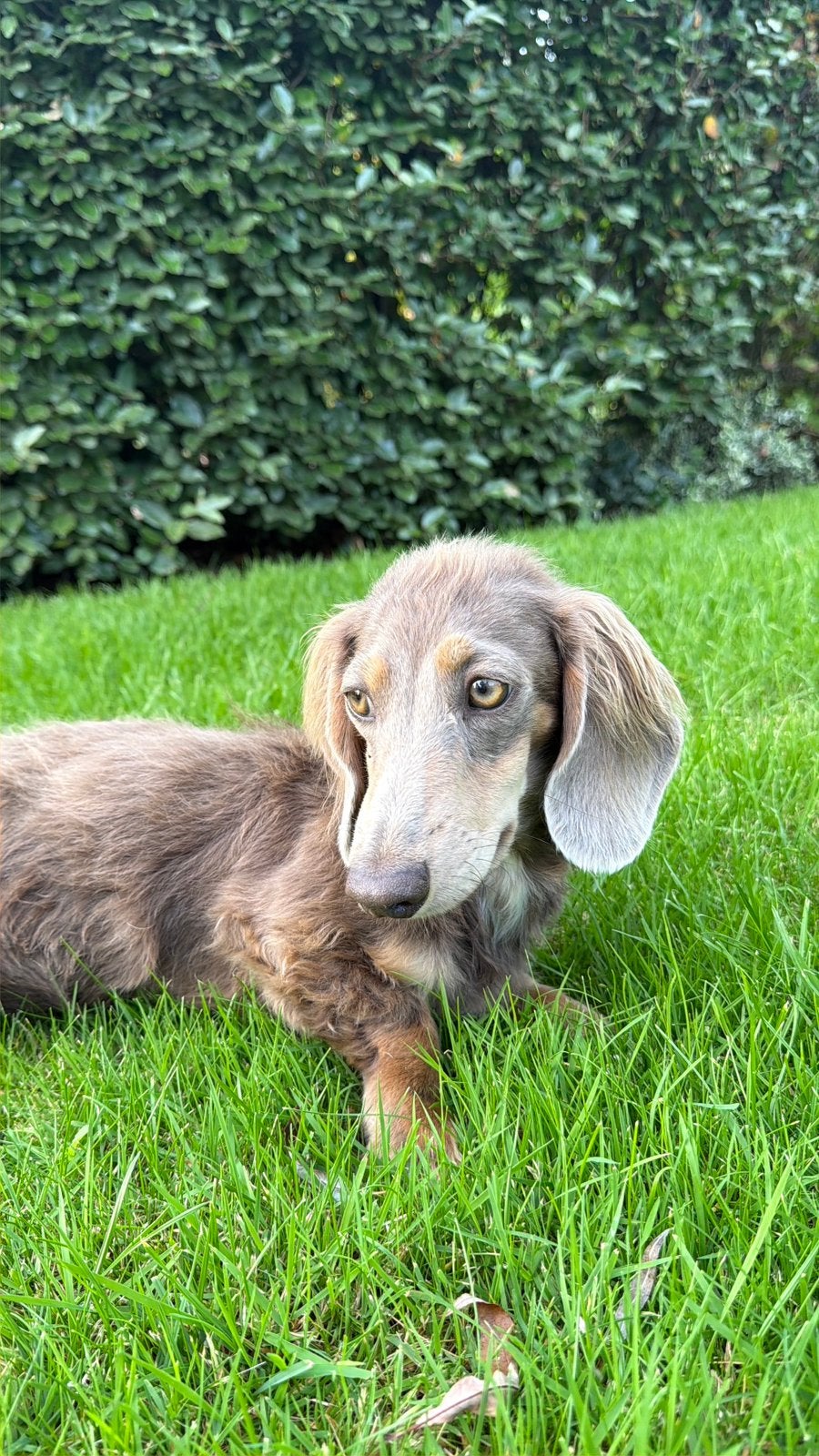 Lieve teckel Binky zoekt een liefdevol nieuw baasje ️, Dieren en Toebehoren, Kaninchen, Particulier, Reu, 1 tot 2 jaar