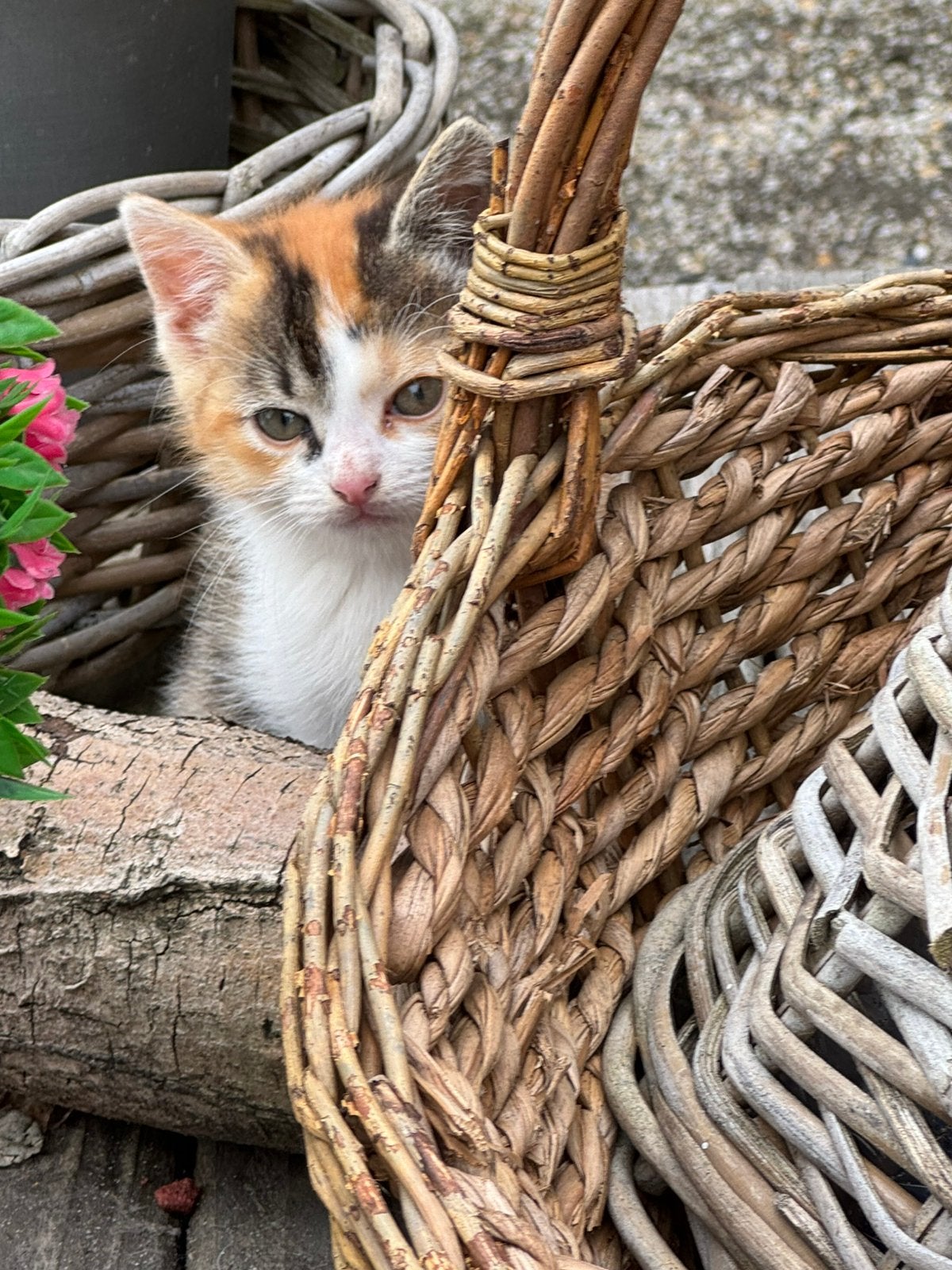 Lief poesje , zindelijk en 10 weken, Poes, Kortharig, 0 tot 2 jaar