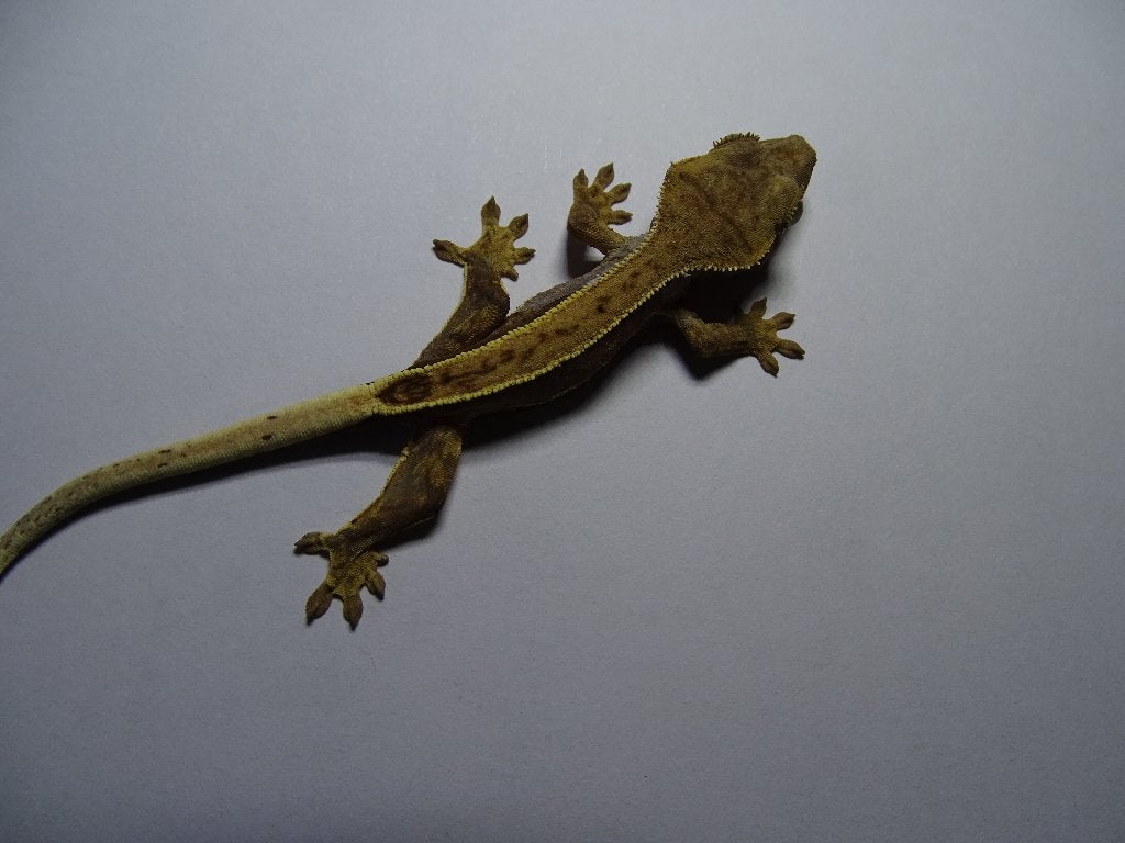 wimpergekko pinstripe