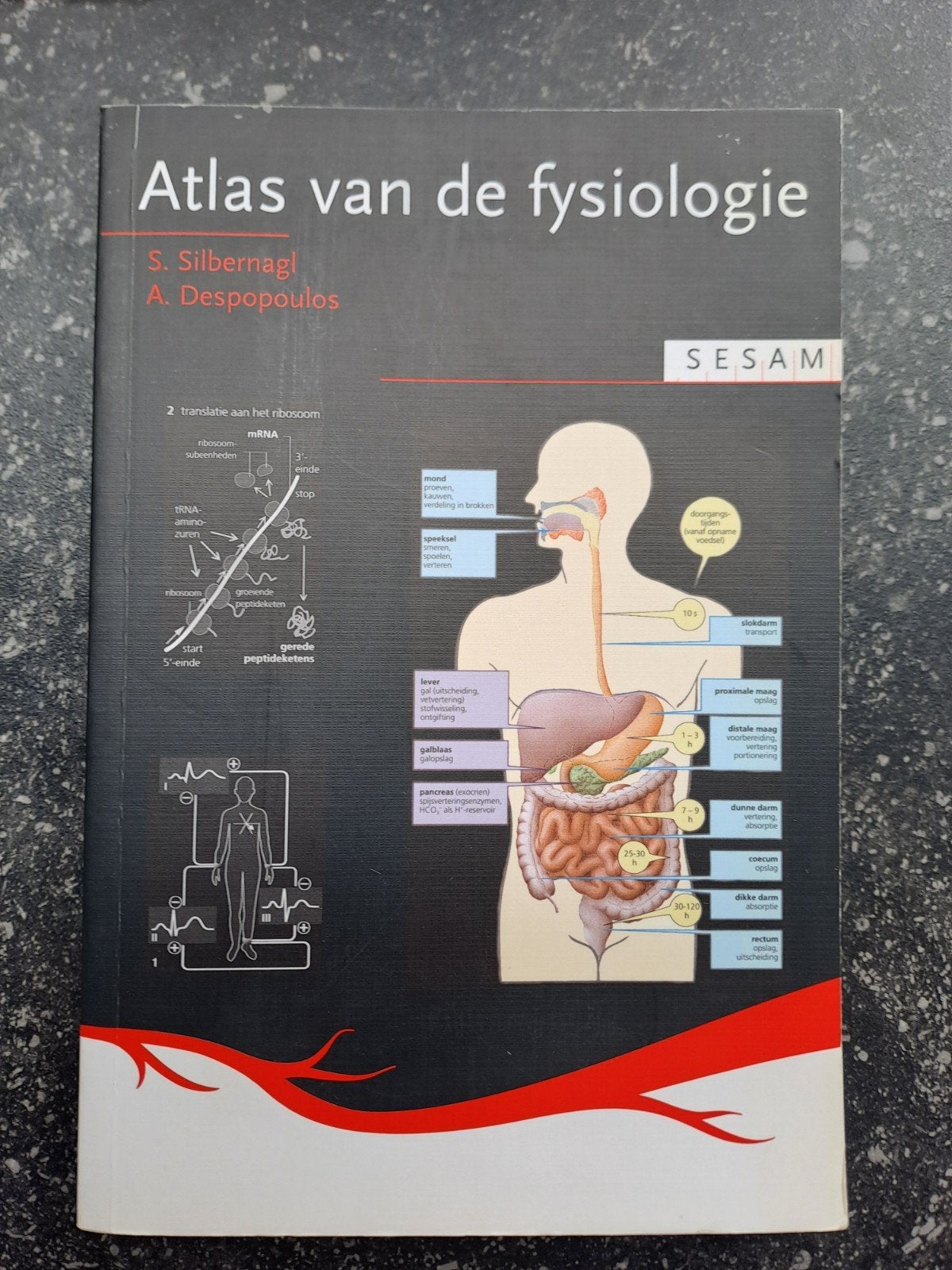 Atlas van de fysiologie - S. Silbernagl, A. Despopoulos, Boeken, Studieboeken en Cursussen, Gelezen, S. Silbernagl, A. Despopoulos