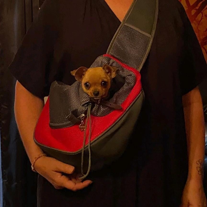 Honden draagtas voor chihuahua, Ophalen