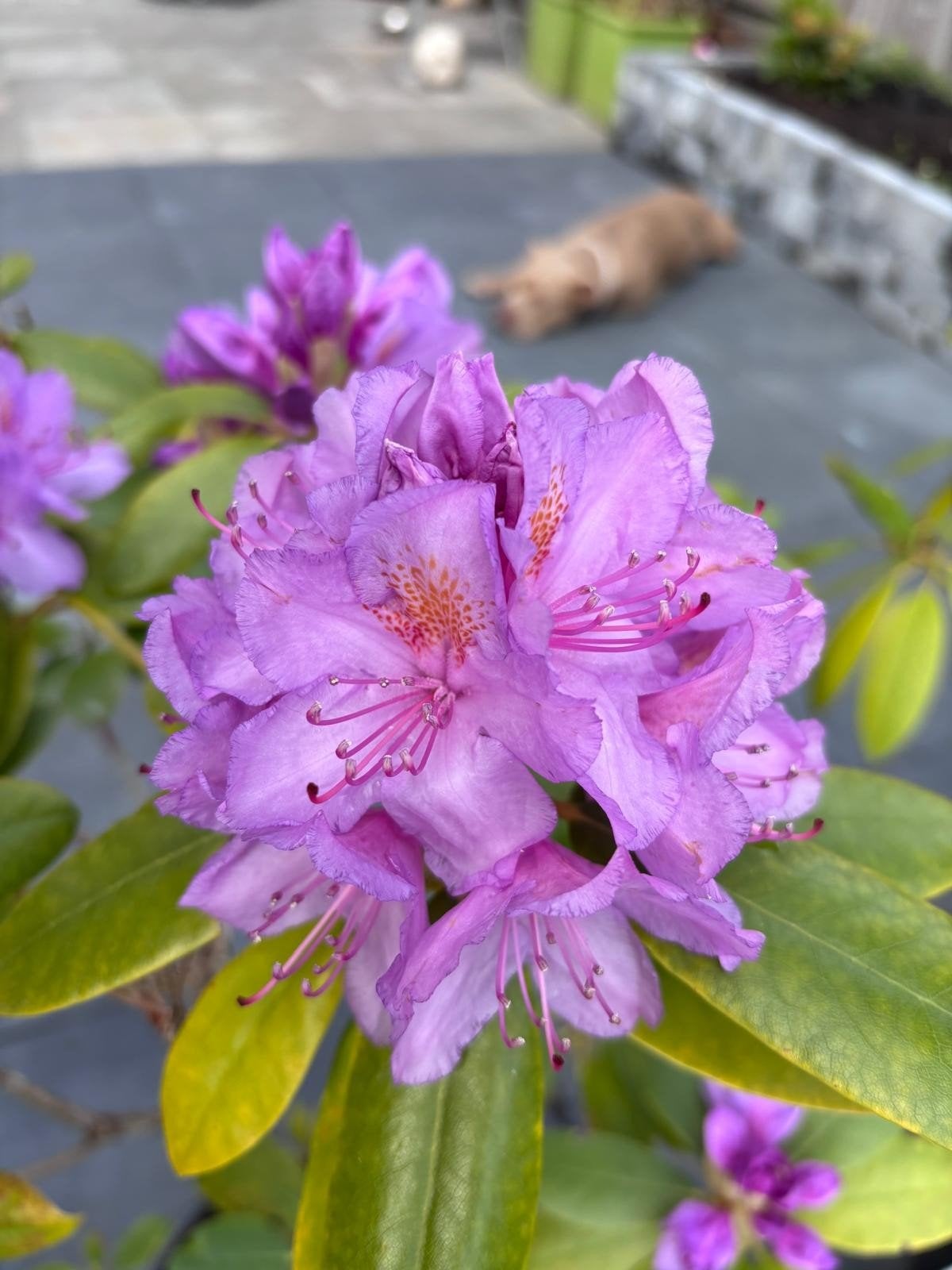 Rhododendron, Rhododendron XL vaste plant, Vaste plant, Halfschaduw, Lente, Ophalen