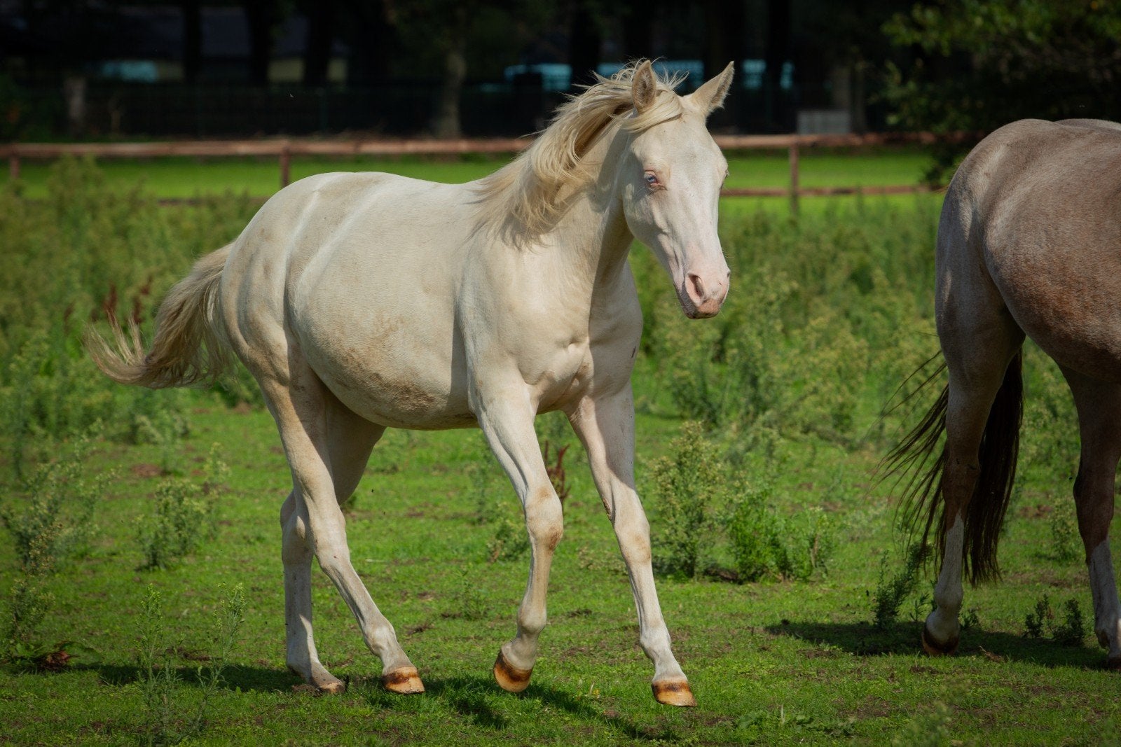 cremello jaarling, Dieren en Toebehoren, Merrie, Minder dan 160 cm, Met stamboom, 0 tot 2 jaar