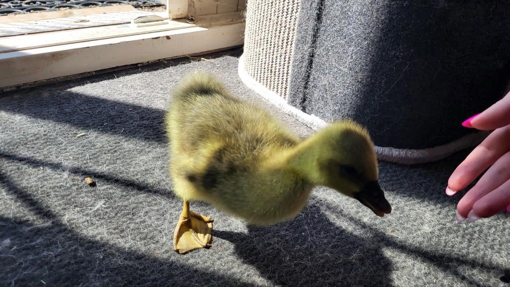 1x Toulouse gans pulletje, Geslacht onbekend