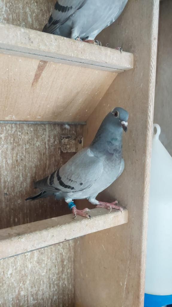 2 Super Eijerkamp jongen, Meerdere dieren, Postduif