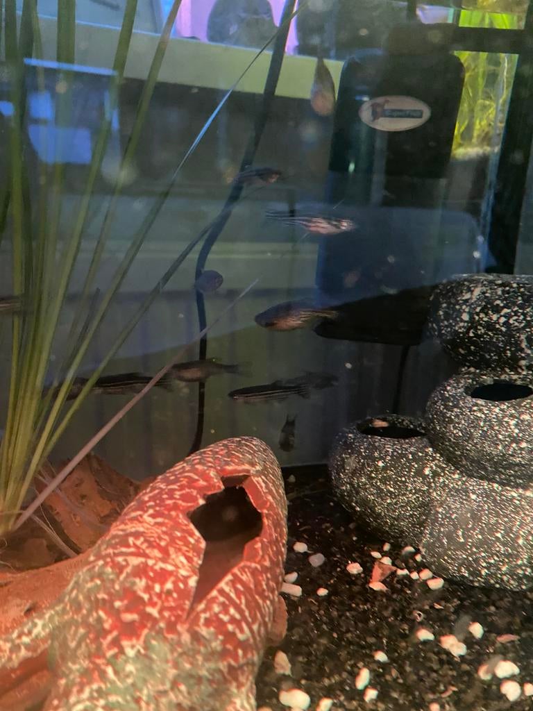 Zebra en luipaard danio’s, Meerdere dieren, Overige soorten