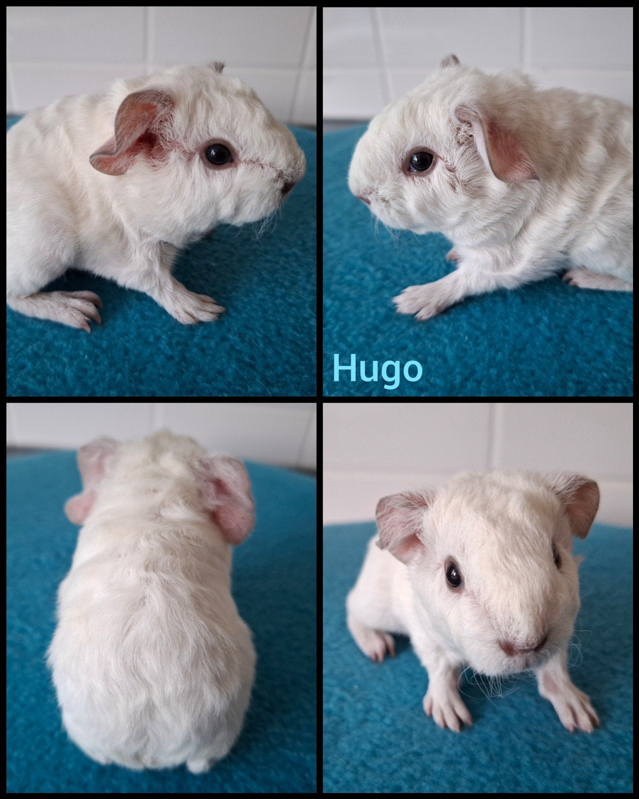 US teddy beertje wit, Hugo, Mei, Mannelijk, Cavia
