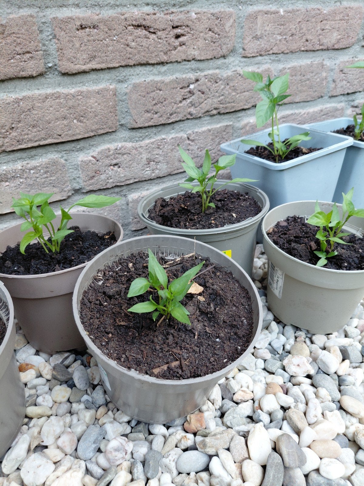 Rode peper plantjes ( de laatste), Ophalen, Eenjarig, Groenteplanten, Volle zon
