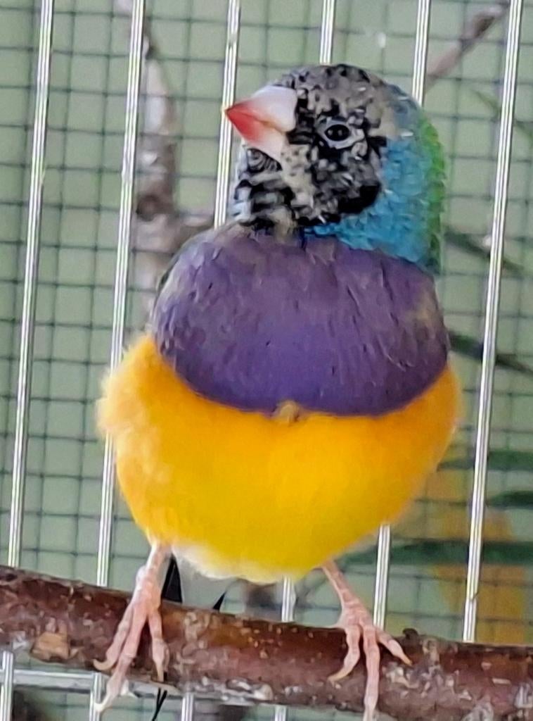 Gouldamadine, Dieren en Toebehoren, Meerdere dieren