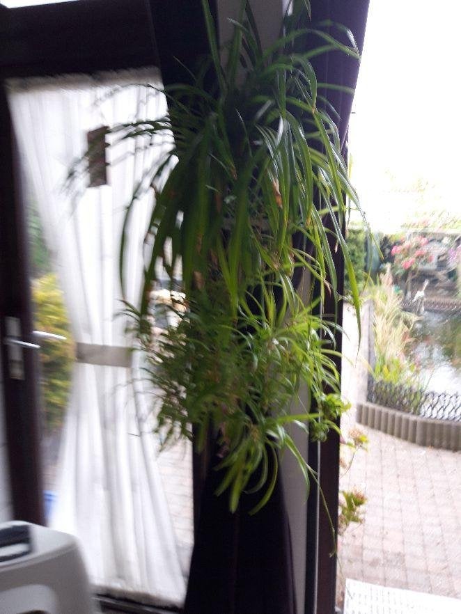 kamer plant stekken gratis, Ophalen, Halfschaduw, Minder dan 100 cm