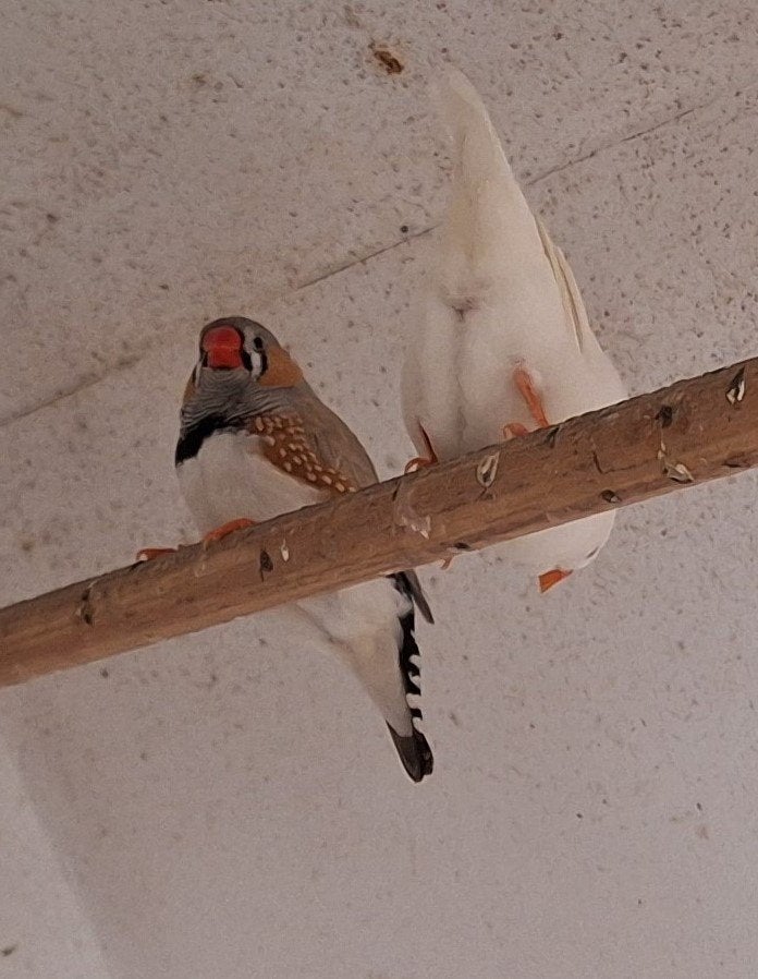Leuk broedkoppel zebravinken, Dieren en Toebehoren, Vogels | Overige Vogels, Meerdere dieren, Geringd