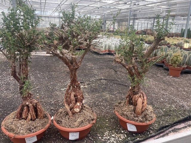 Caudex plant Mestoklema Elata Zuid Afrika 17 cm pot, Overige soorten, Ophalen of Verzenden, In pot, Minder dan 100 cm