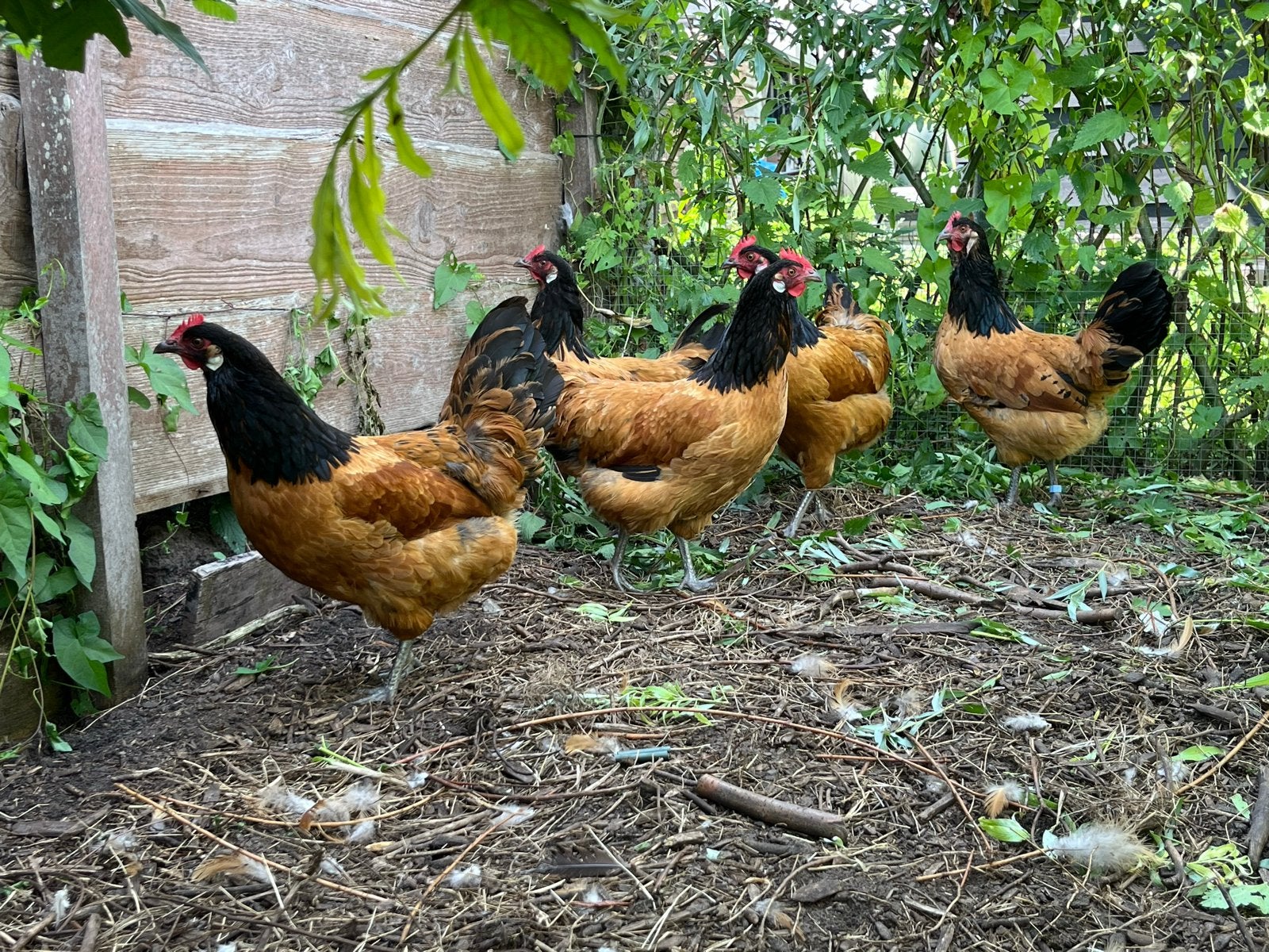 5 vorwerk hennen, Dieren en Toebehoren, Vrouwelijk, Kip