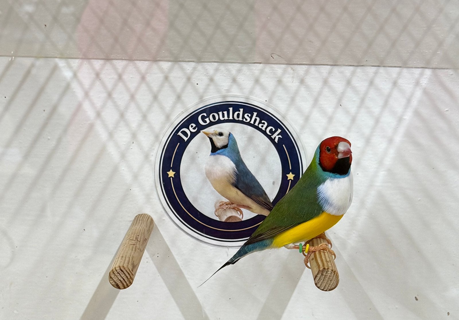 Gouldamadine (man 4), Mannelijk, Geringd