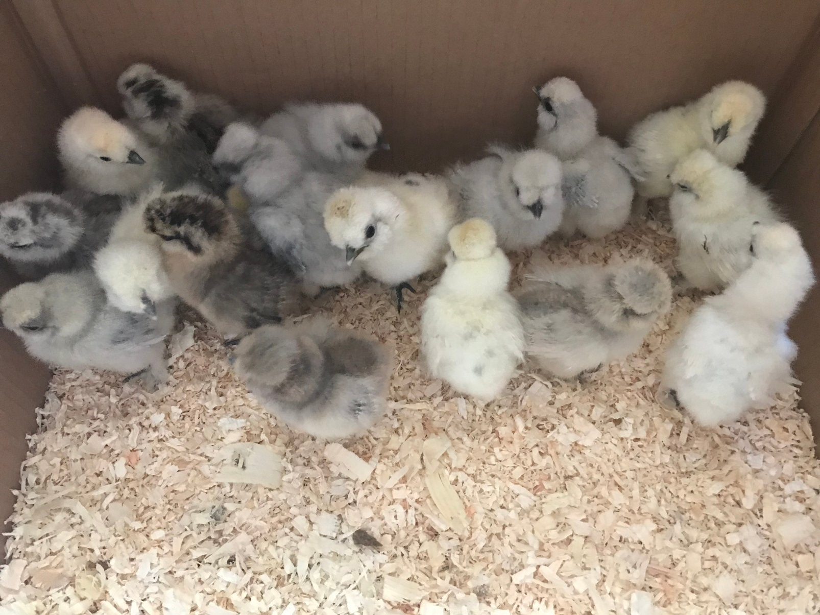 USA Zijdehoen kuikentjes, Dieren en Toebehoren, Geslacht onbekend, Kip
