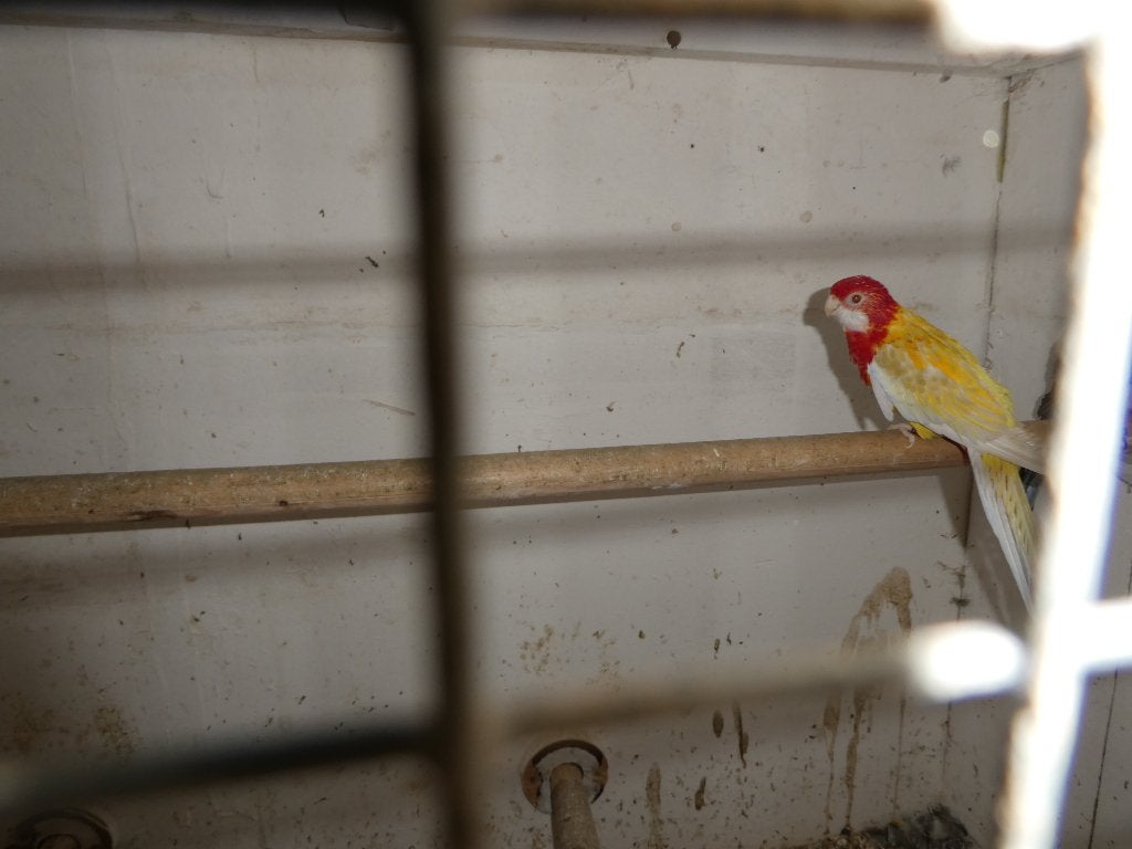 rosella parkieten, Dieren en Toebehoren, Vogels | Parkieten en Papegaaien, Meerdere dieren, Parkiet, Geringd