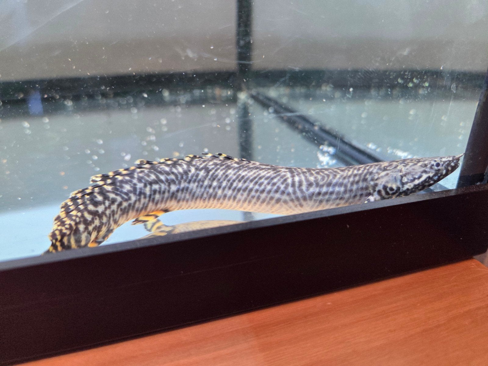 Polypterus ornatipinnis, Dieren en Toebehoren, Overige soorten, 0 tot 2 jaar