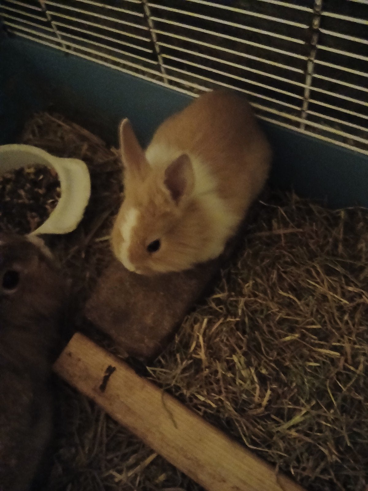 Help ik zoek een nieuwe huisje voor 5 konijnen, Mei, Mannelijk, Overige typen