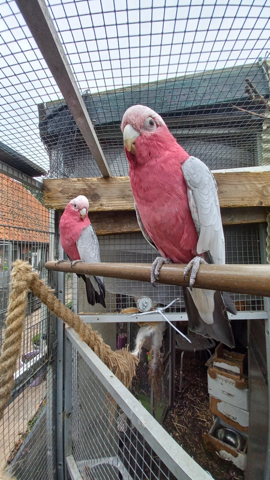 koppel   rosekaketoe 4jaar, Dieren en Toebehoren, Meerdere dieren, Papegaai, Tam
